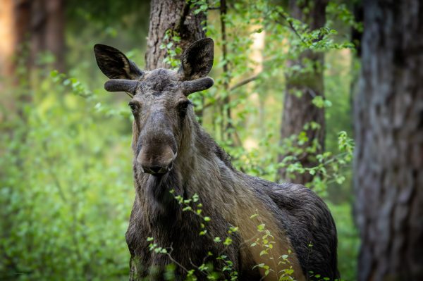 Wildlife Foto