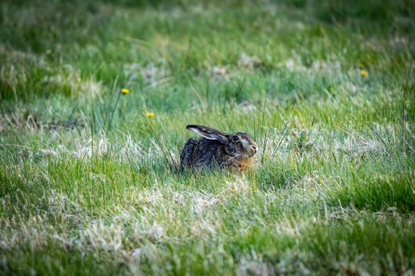 Wildlife Foto