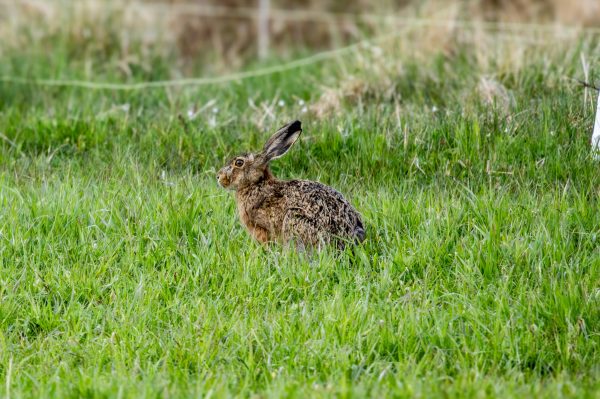 Wildlife Foto