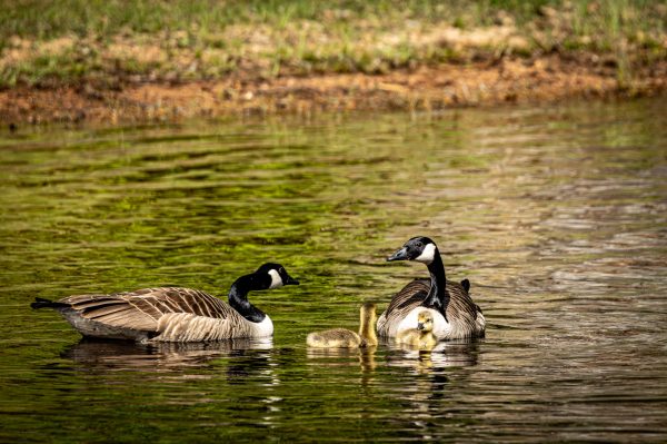 Wildlife Foto