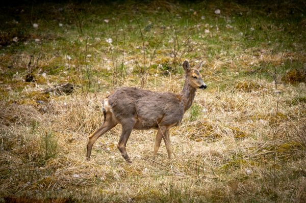 Wildlife Foto